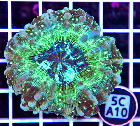 Acanthophyllia AUS