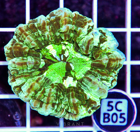 Acanthophyllia AUS