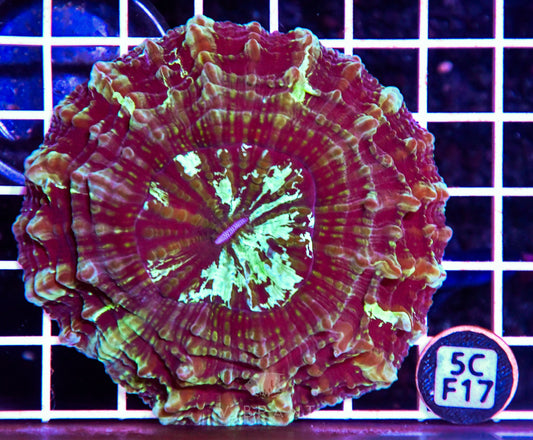 Acanthophyllia AUS