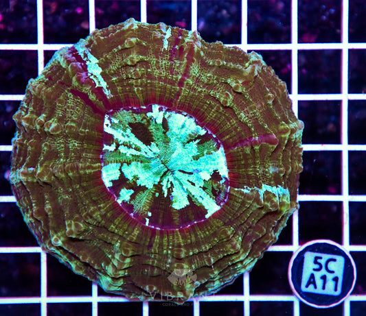 Acanthophyllia AUS