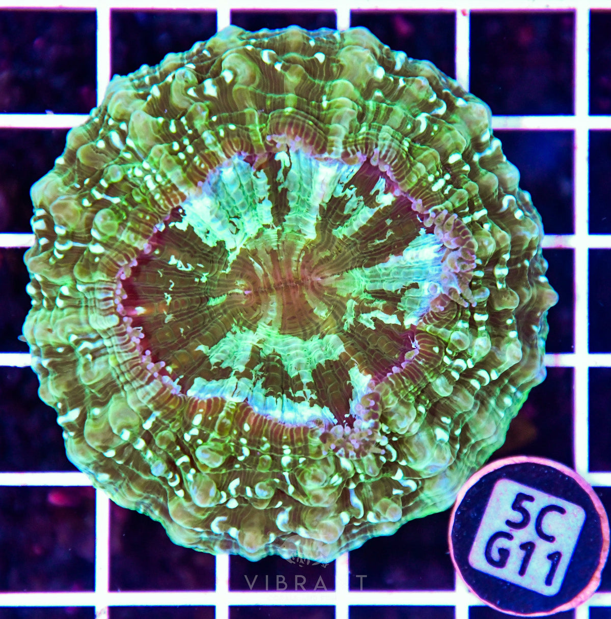 Acanthophyllia AUS