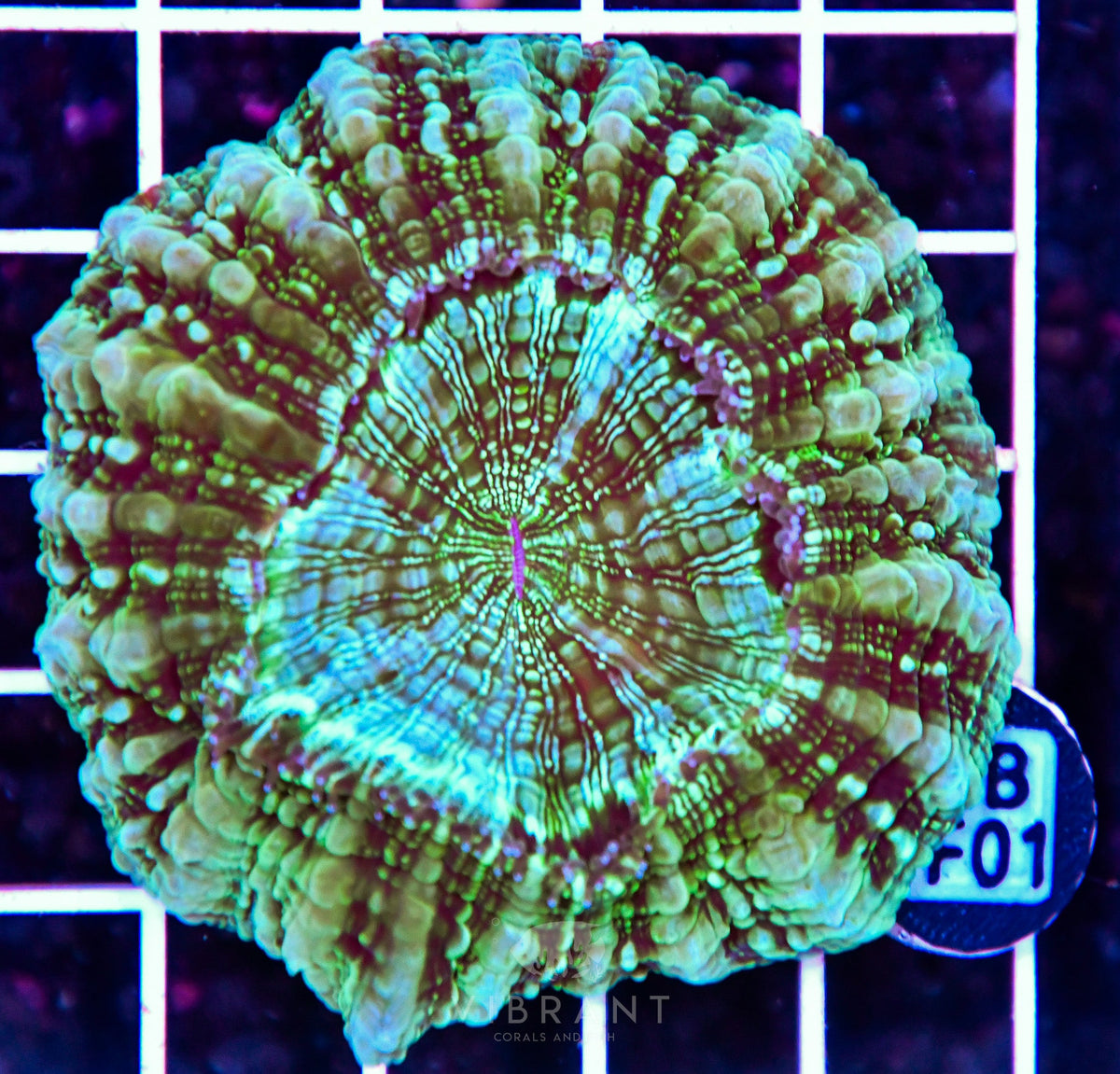 Acanthophyllia AUS