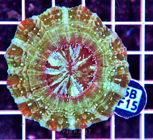Acanthophyllia AUS