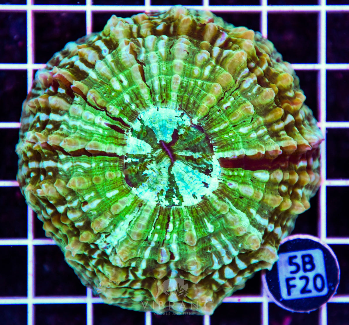 Acanthophyllia AUS