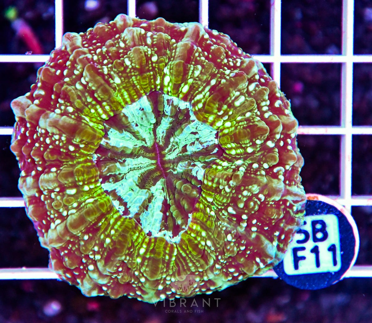 Acanthophyllia AUS