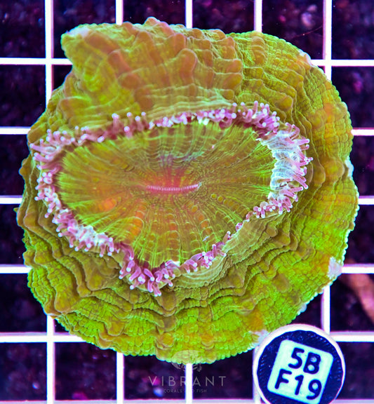 Acanthophyllia AUS