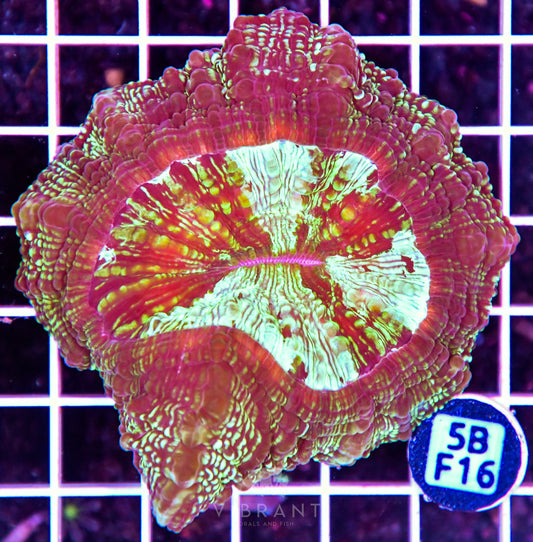 Acanthophyllia AUS