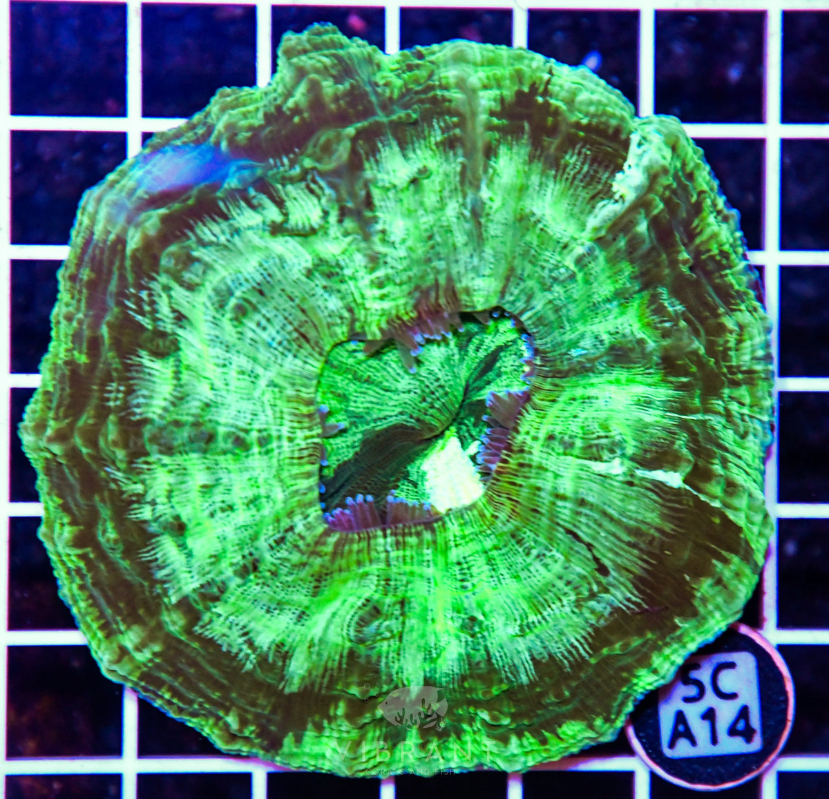 Acanthophyllia AUS
