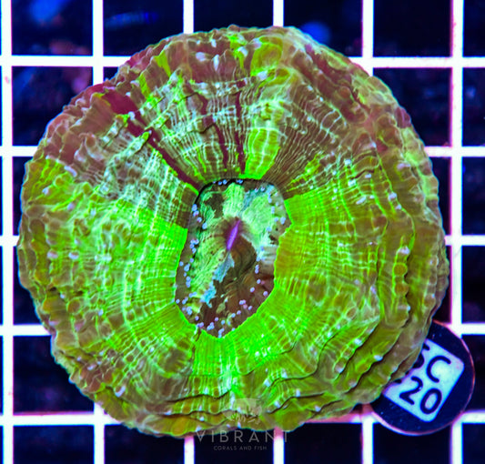 Acanthophyllia AUS