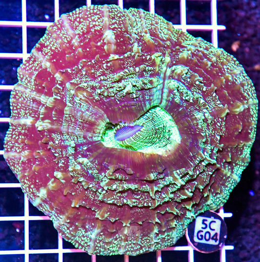 Acanthophyllia AUS