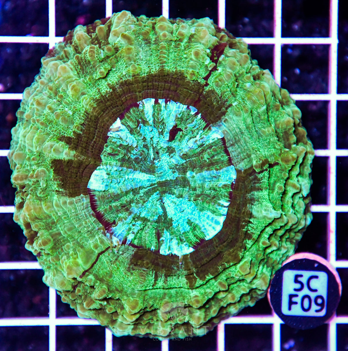 Acanthophyllia AUS