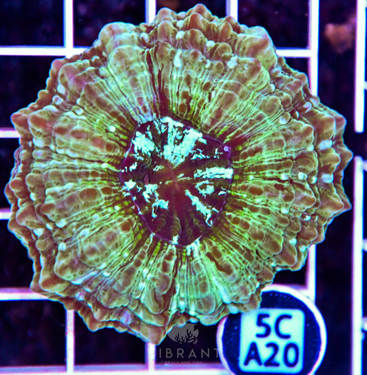 Acanthophyllia AUS