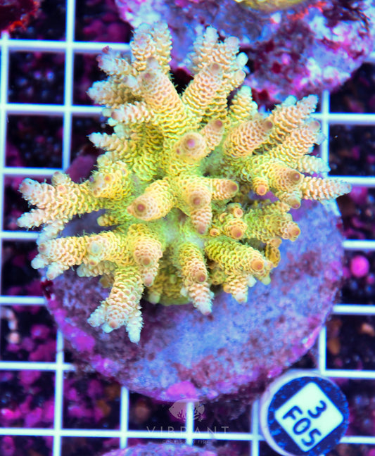 Acro INDO
