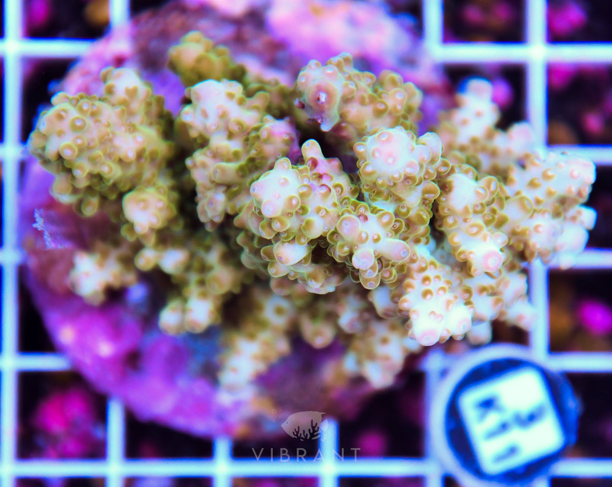 Acro INDO