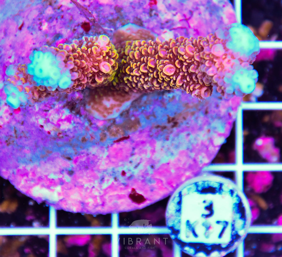 Acro INDO