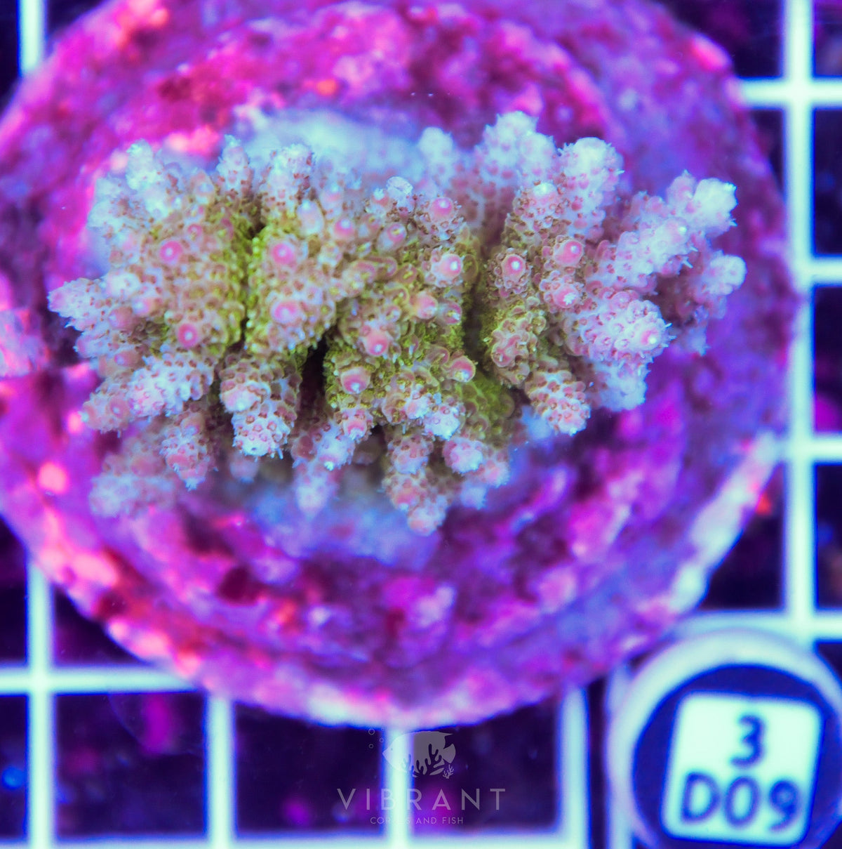 Acro INDO – Matt's Corals