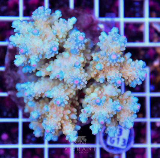 Acro INDO