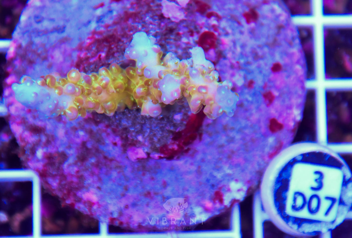 Acro INDO