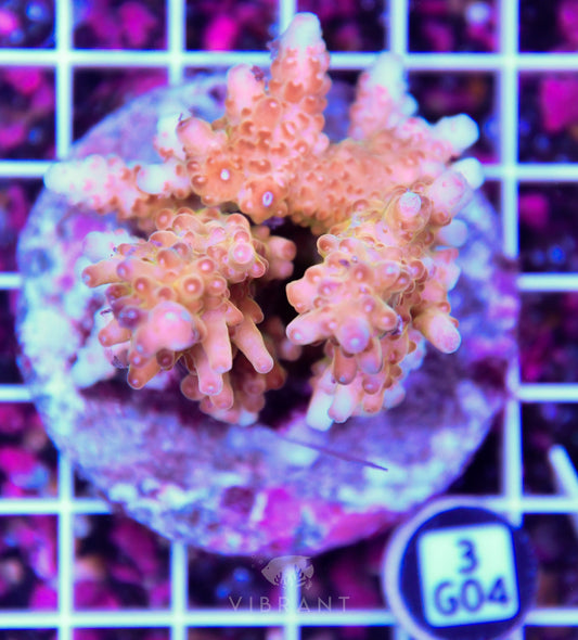 Acro INDO