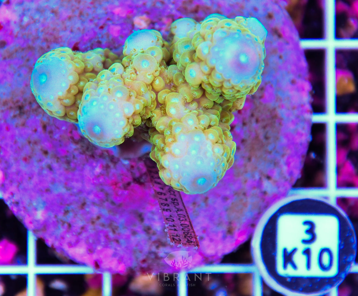 Acro INDO