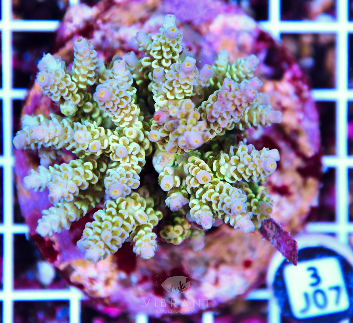Acro INDO