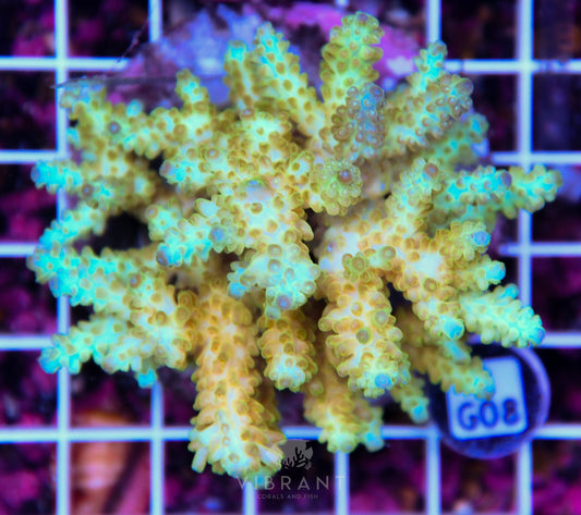 Acro INDO