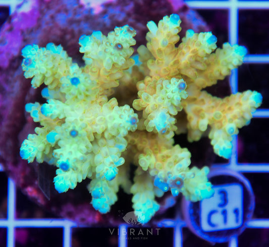 Acro INDO