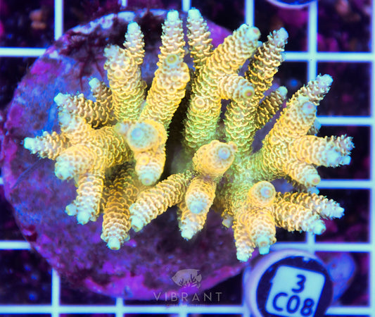 Acro INDO