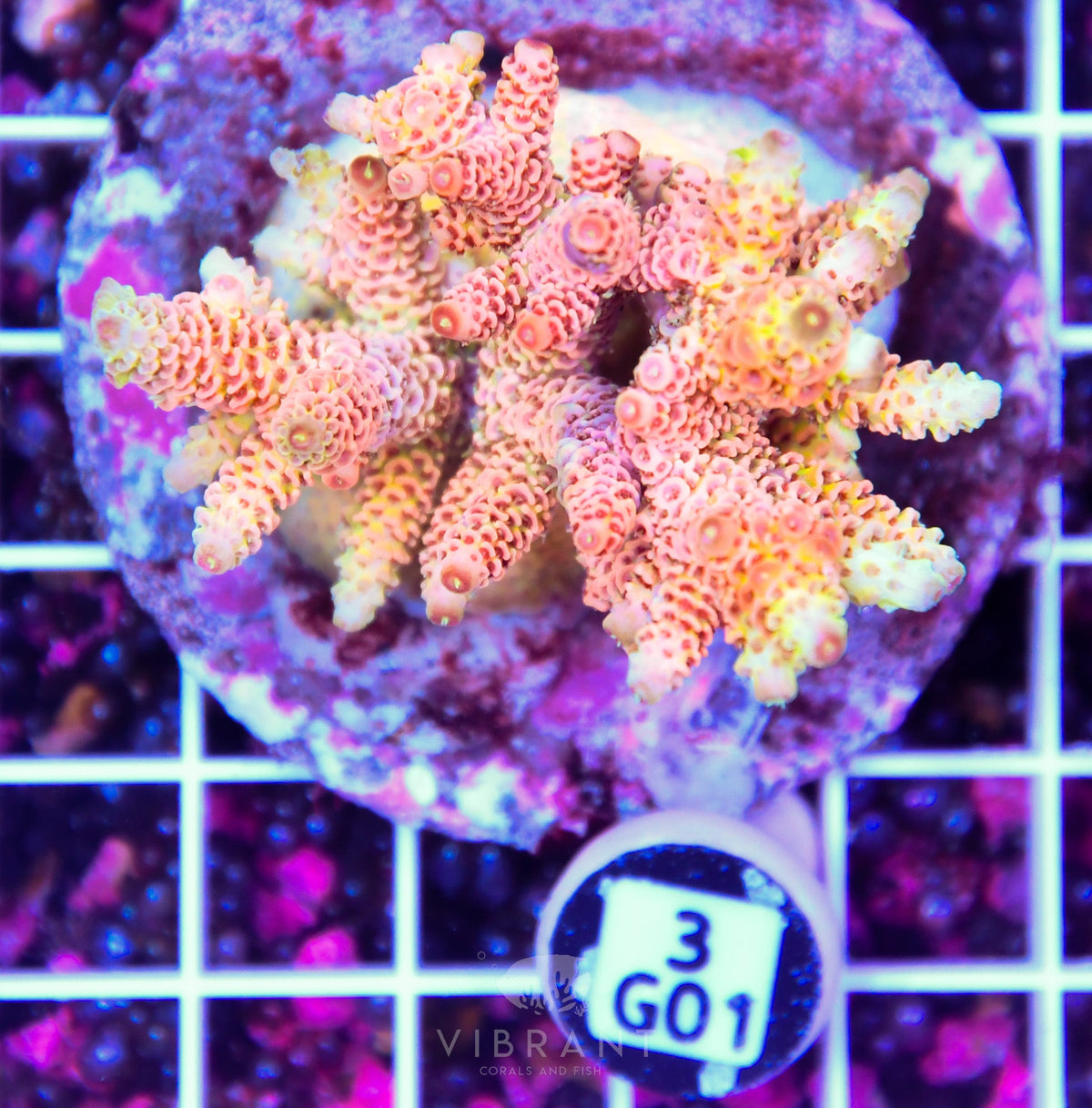 Acro INDO