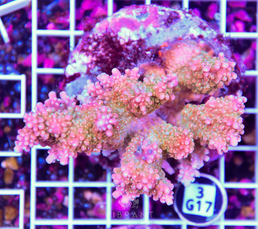 Acro INDO