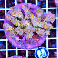 Acro INDO