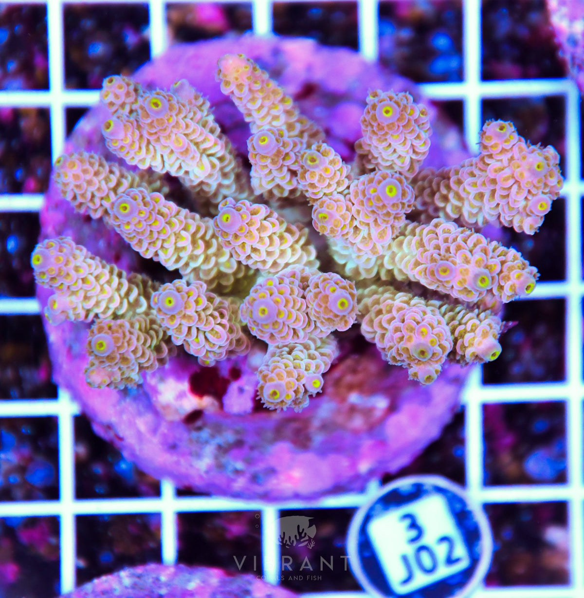 Acro INDO