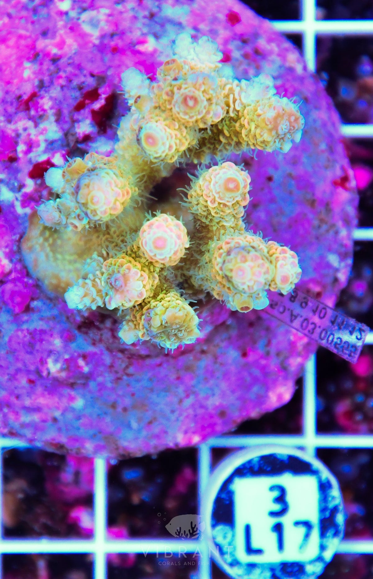 Acro INDO
