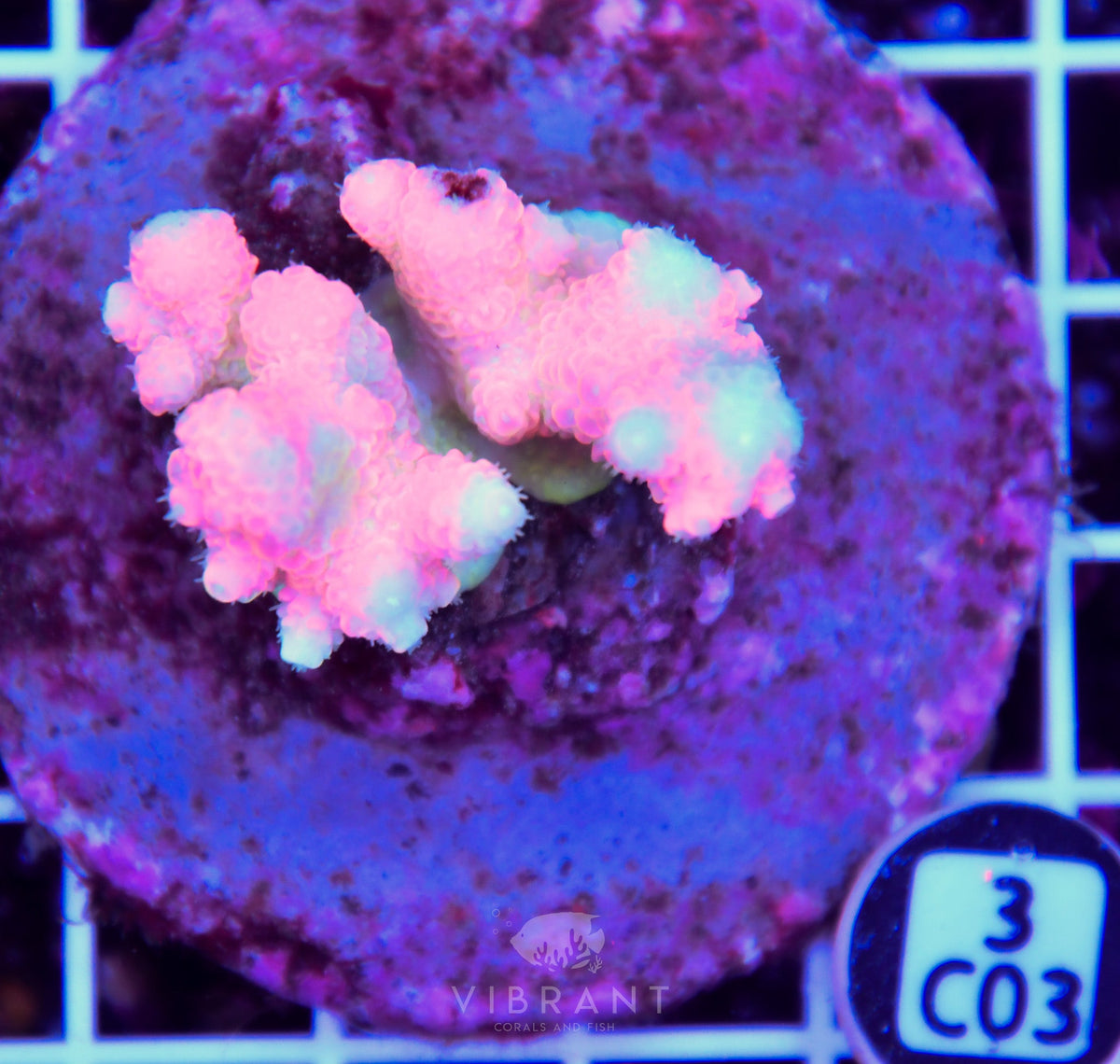 Acro INDO