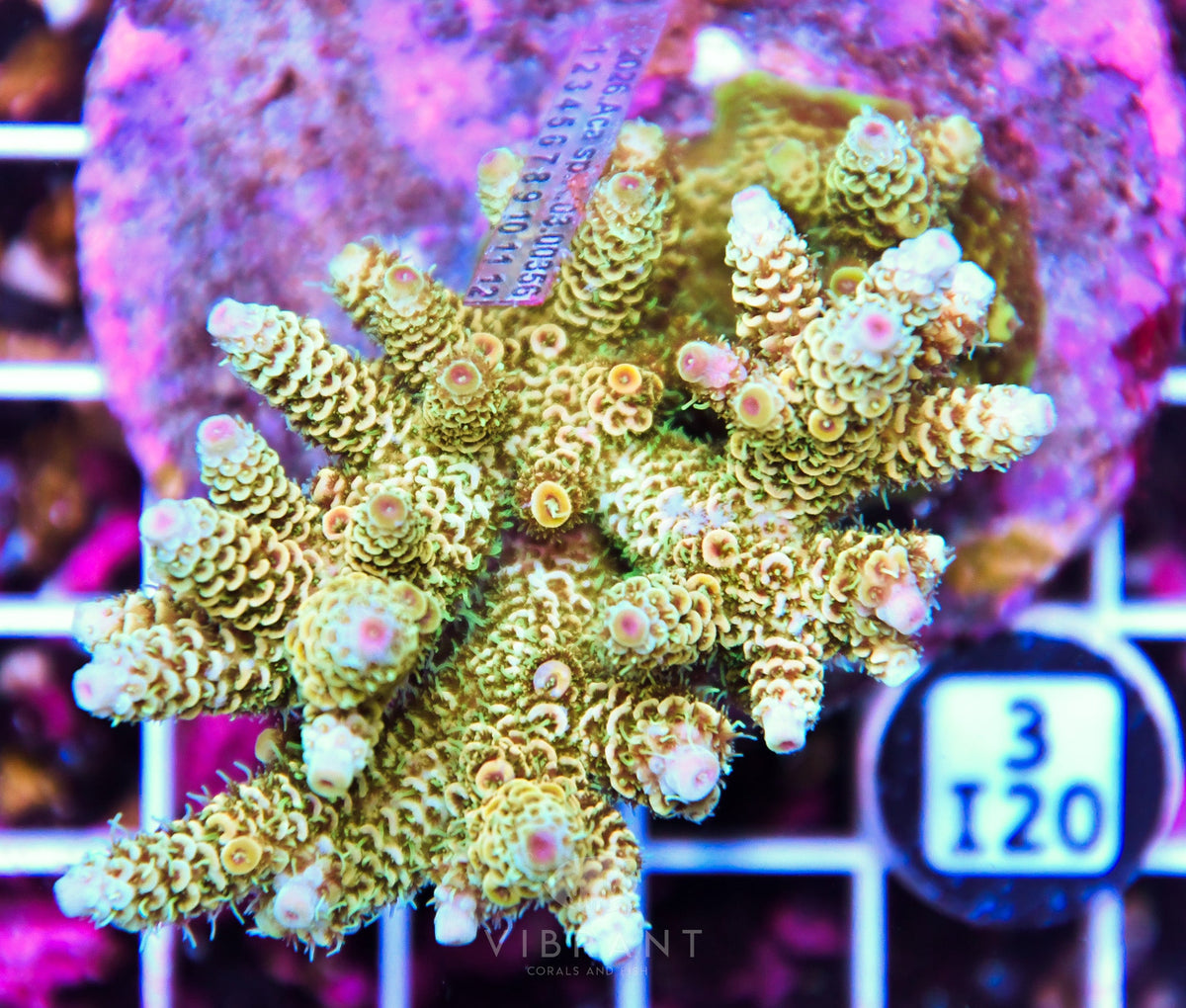 Acro INDO