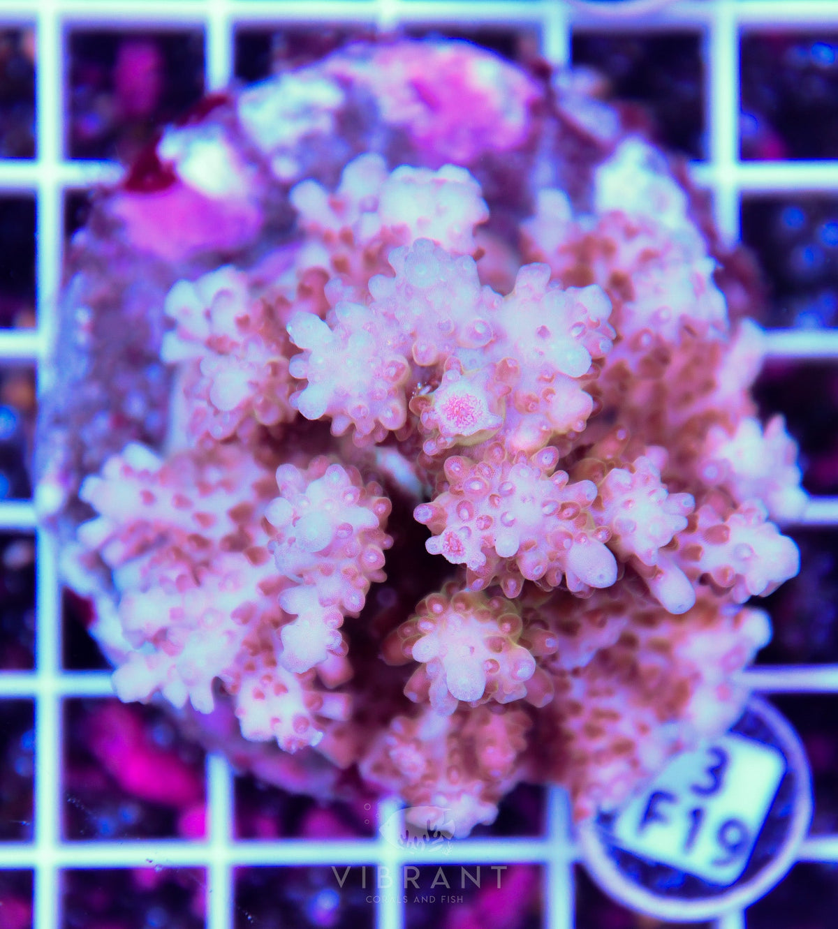 Acro INDO
