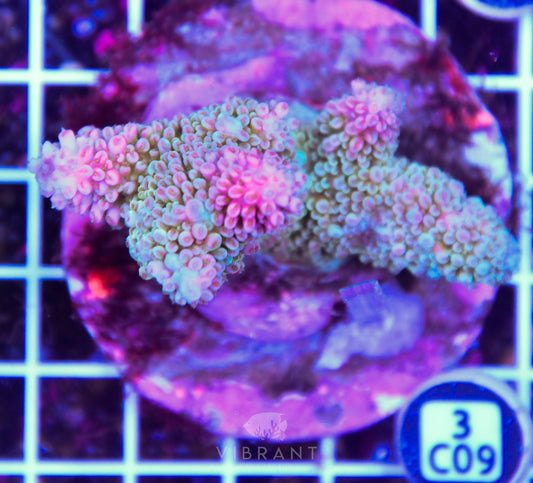 Acro INDO