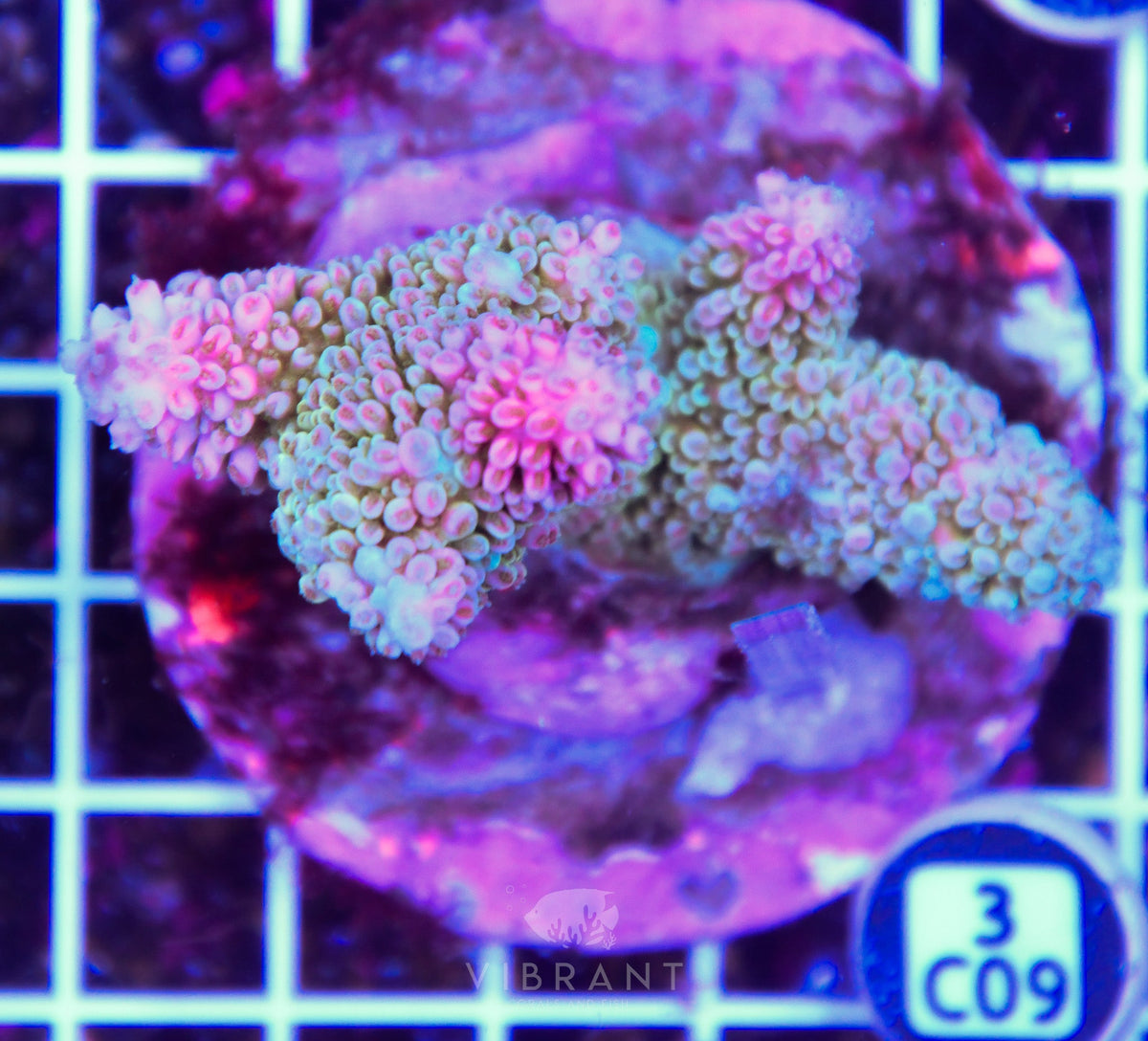 Acro INDO