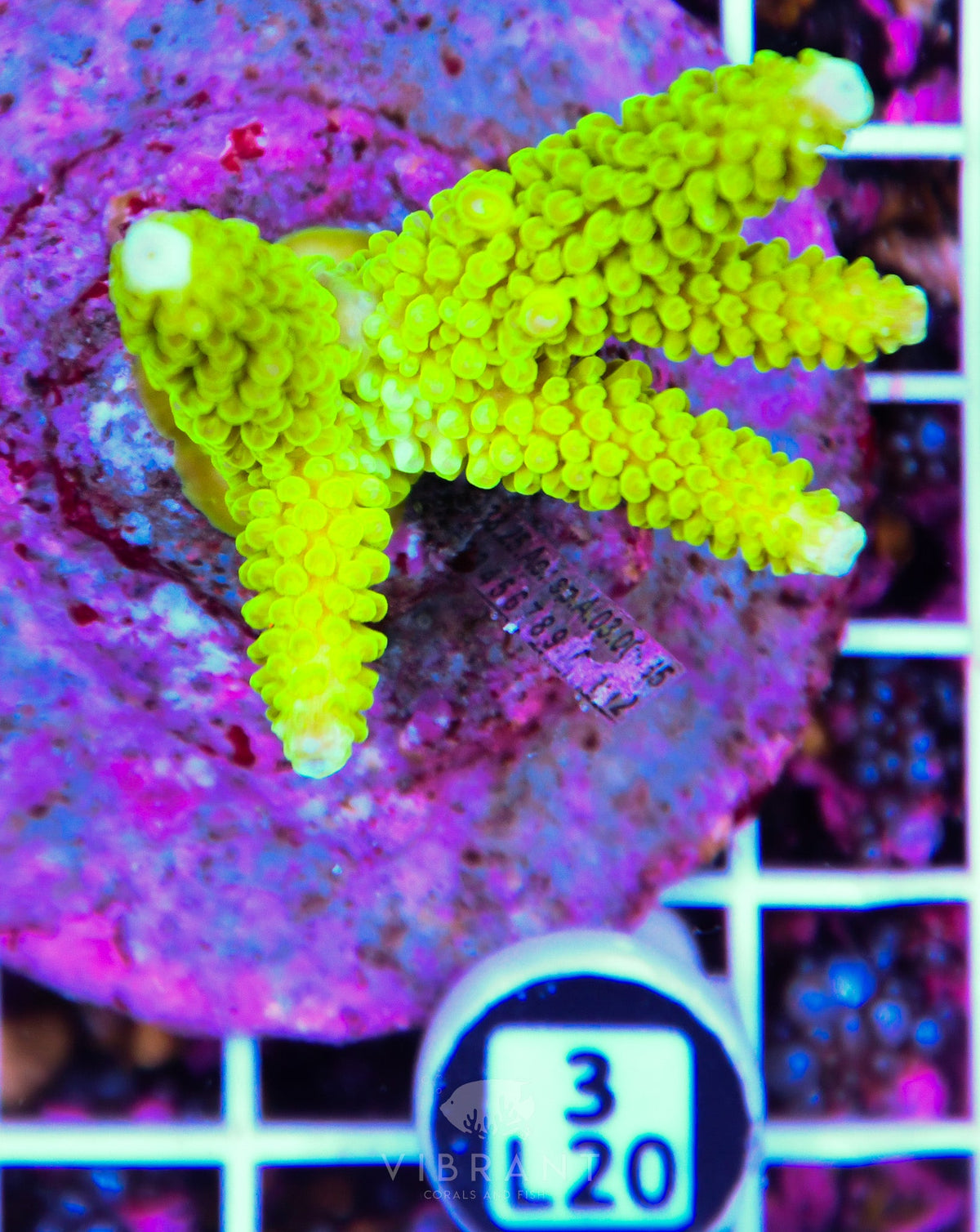 Acro INDO