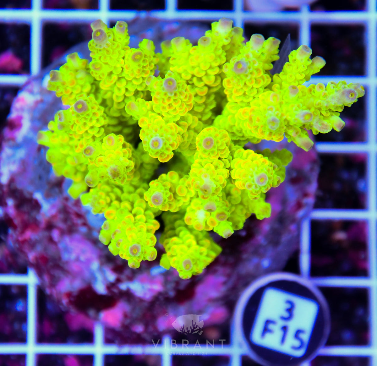 Acro INDO