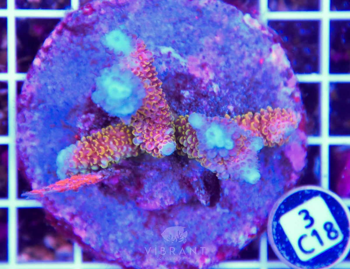 Acro INDO