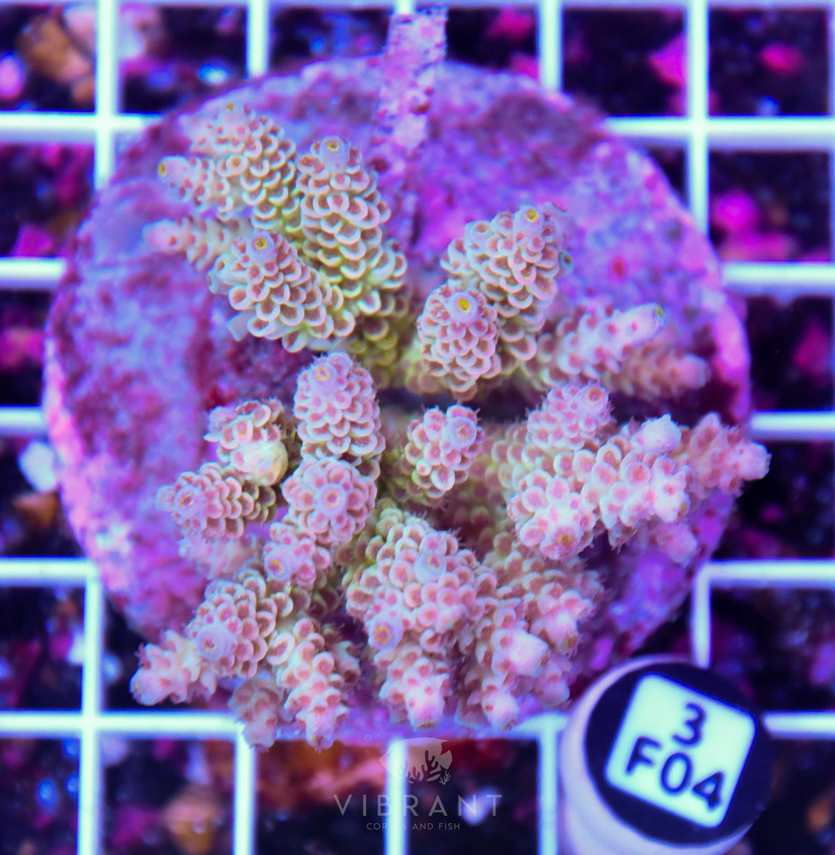 Acro INDO