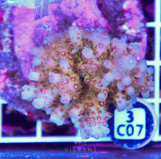 Acro INDO