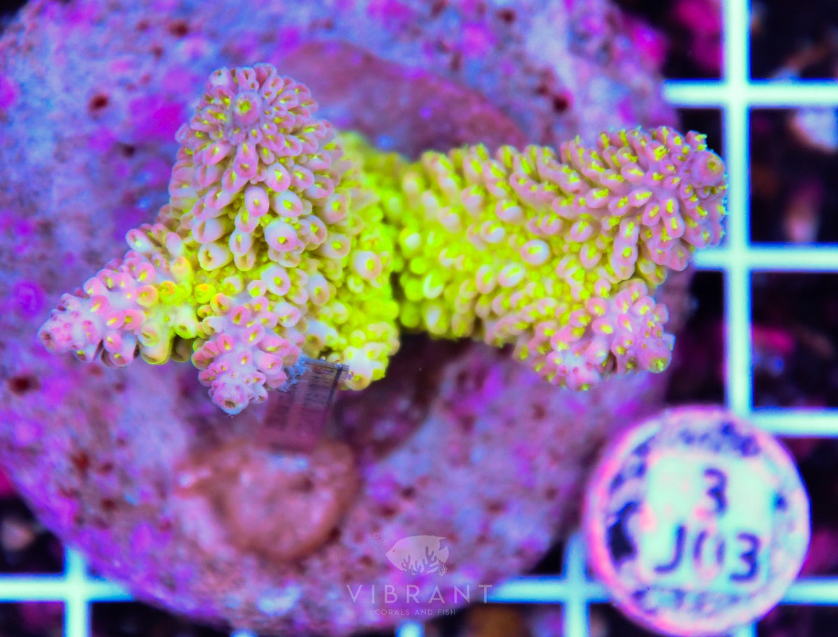 Acro INDO