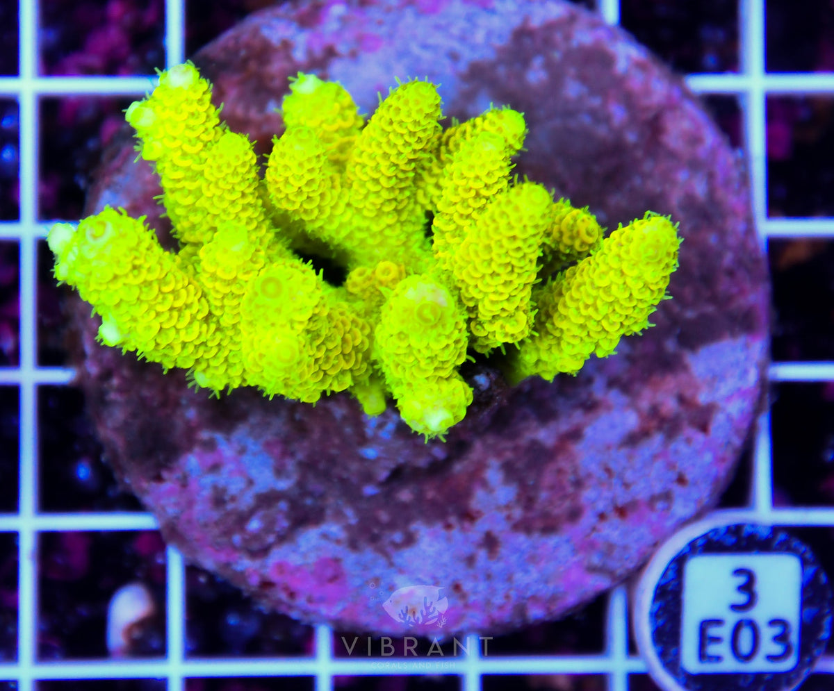 Acro INDO