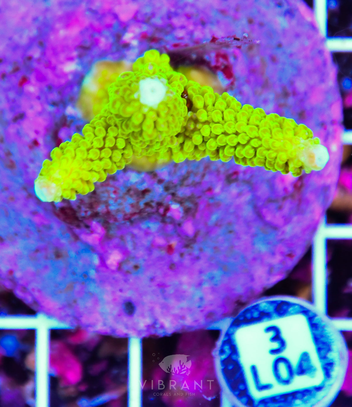 Acro INDO