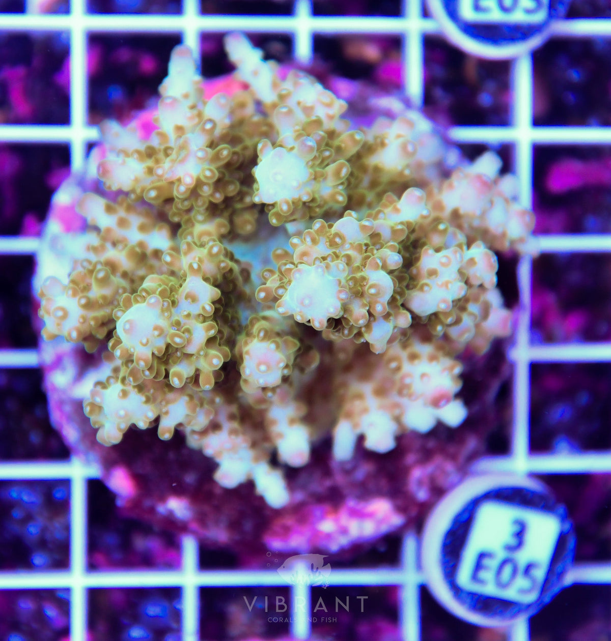 Acro INDO
