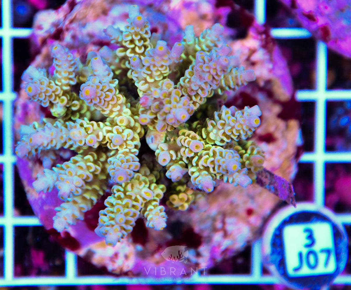 Acro INDO