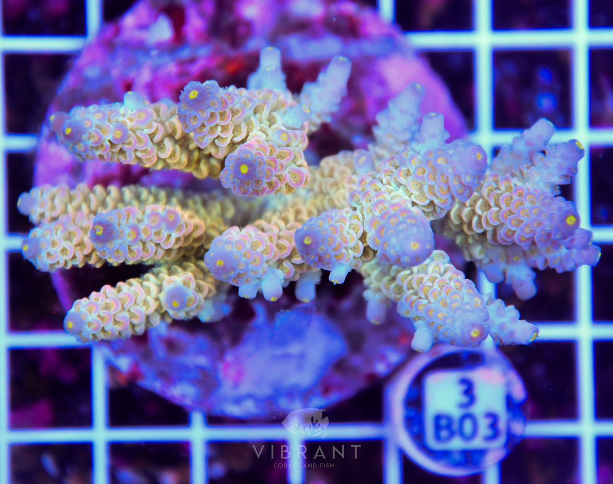 Acro INDO