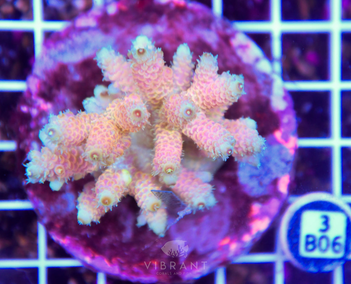 Acro INDO